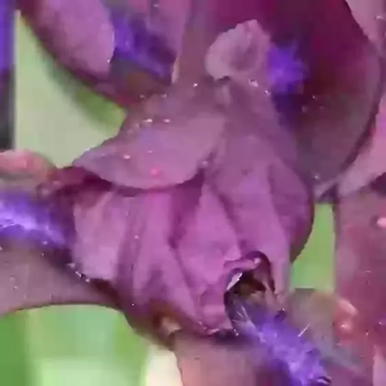 Iris Cherry Garden 